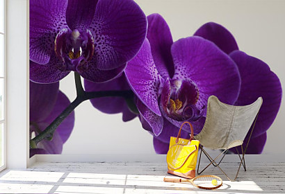 Fototapeta Queen orchid 1396